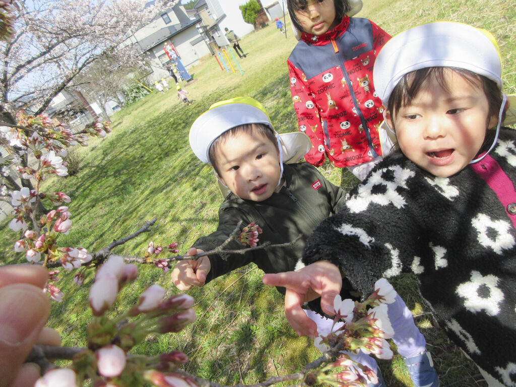 「桜の赤ちゃん！」とつぼみをみて大喜びしている3歳児です
